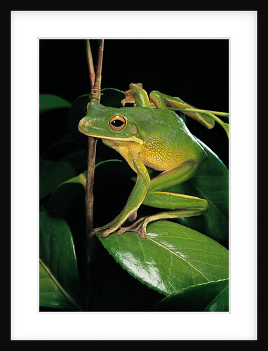 Litoria infrafrenata (white-lipped treefrog, giant treefrog) by Anonymous
