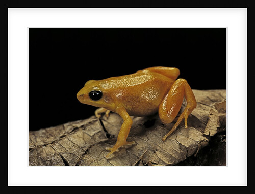 Mantella aurantiaca (golden mantella) by Anonymous