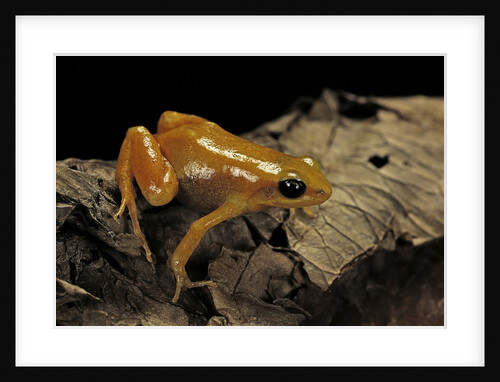Mantella aurantiaca (golden mantella) by Anonymous
