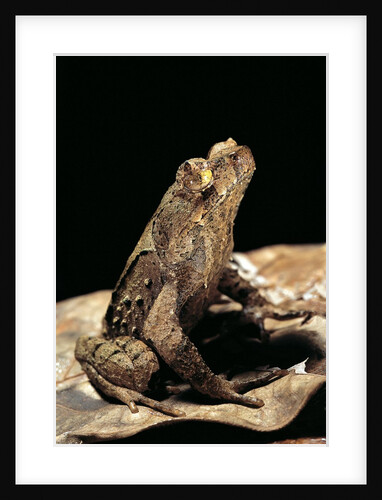 Megophrys longipes by Anonymous