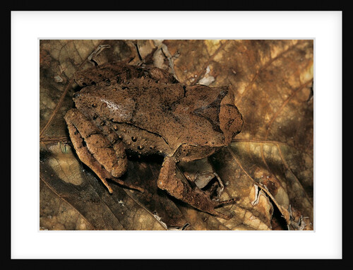 Megophrys longipes by Anonymous