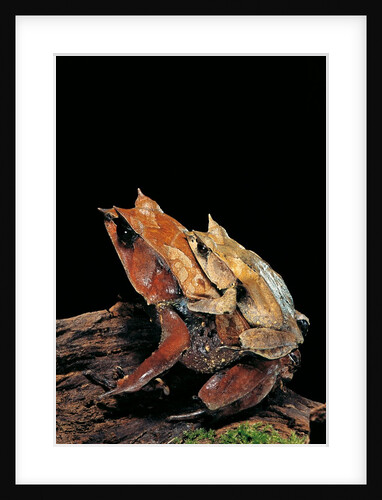 Megophrys nasuta (Malayan horned frog, long-nosed horned frog, Malayan leaf frog) - mating by Anonymous