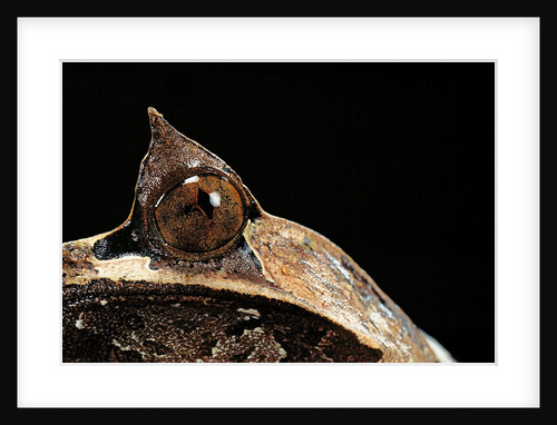 Megophrys nasuta (Malayan horned frog, long-nosed horned frog, Malayan leaf frog) by Anonymous