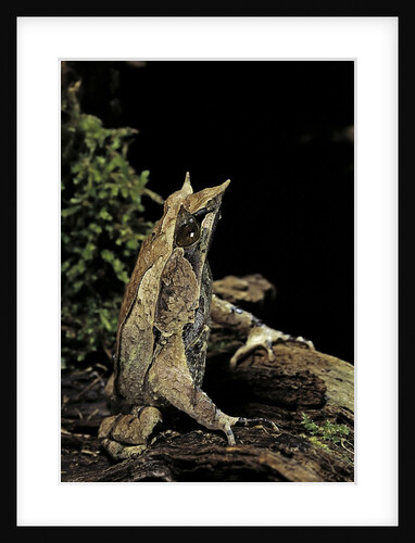 Megophrys nasuta (Malayan horned frog, long-nosed horned frog, Malayan leaf frog) by Anonymous