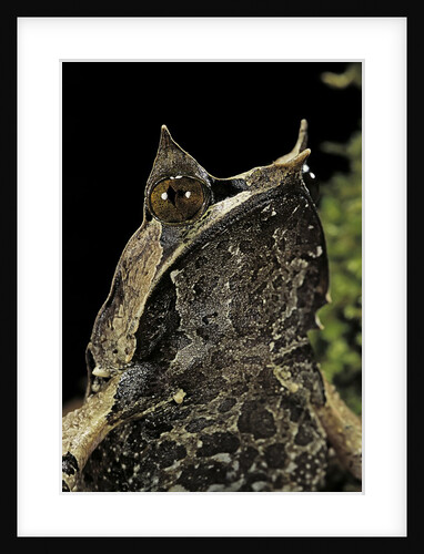 Megophrys nasuta (Malayan horned frog, long-nosed horned frog, Malayan leaf frog) by Anonymous