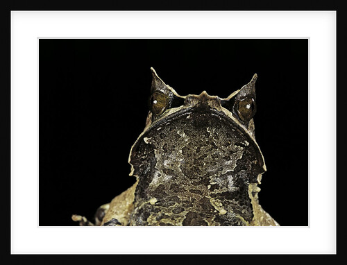 Megophrys nasuta (Malayan horned frog, long-nosed horned frog, Malayan leaf frog) by Anonymous