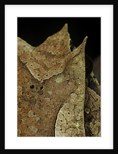 Megophrys nasuta (Malayan horned frog, long-nosed horned frog, Malayan leaf frog) by Anonymous