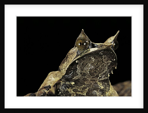 Megophrys nasuta (Malayan horned frog, long-nosed horned frog, Malayan leaf frog) by Anonymous