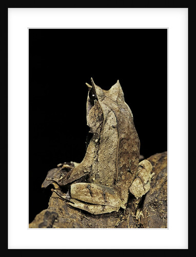 Megophrys nasuta (Malayan horned frog, long-nosed horned frog, Malayan leaf frog) by Anonymous