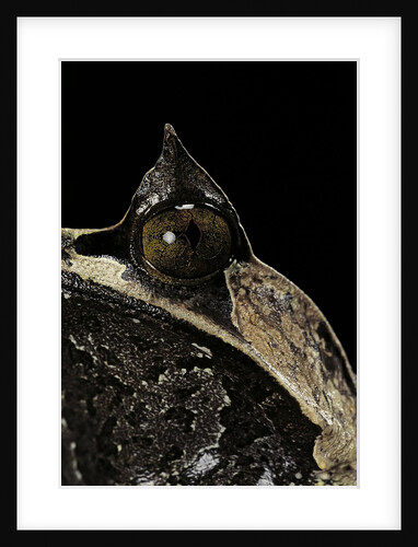 Megophrys nasuta (Malayan horned frog, long-nosed horned frog, Malayan leaf frog) by Anonymous
