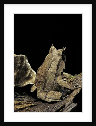 Megophrys nasuta (Malayan horned frog, long-nosed horned frog, Malayan leaf frog) by Anonymous