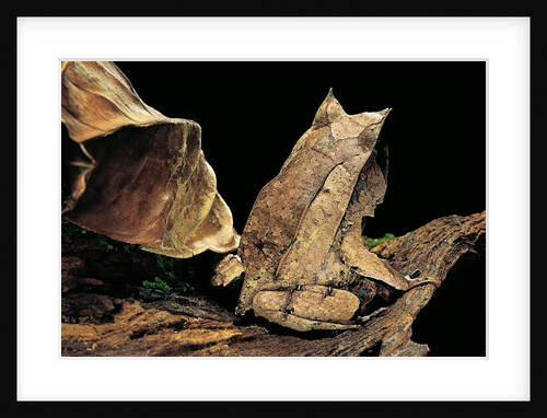 Megophrys nasuta (Malayan horned frog, long-nosed horned frog, Malayan leaf frog) by Anonymous