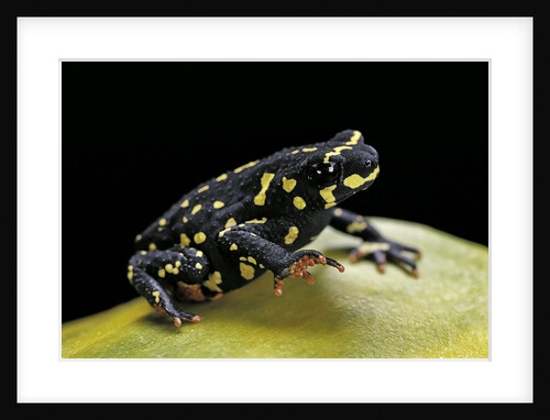 Melanophryniscus stelzneri by Anonymous