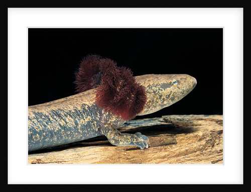 Necturus maculosus (common mudpuppy) by Anonymous