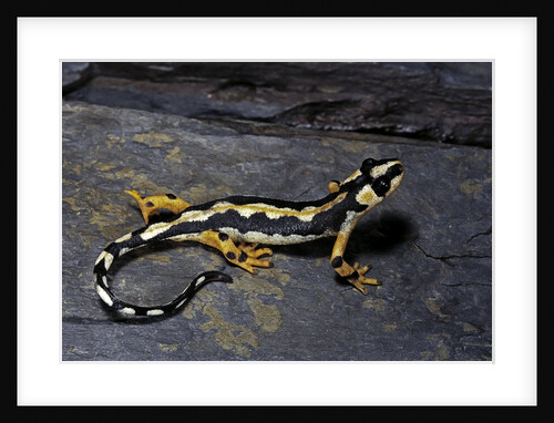 Neurergus kaiseri (Luristan newt, emperor spotted newt) by Anonymous
