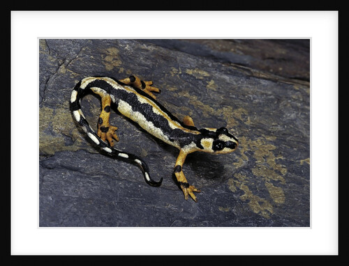 Neurergus kaiseri (Luristan newt, emperor spotted newt) by Anonymous