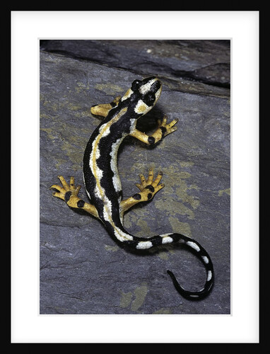 Neurergus kaiseri (Luristan newt, emperor spotted newt) by Anonymous