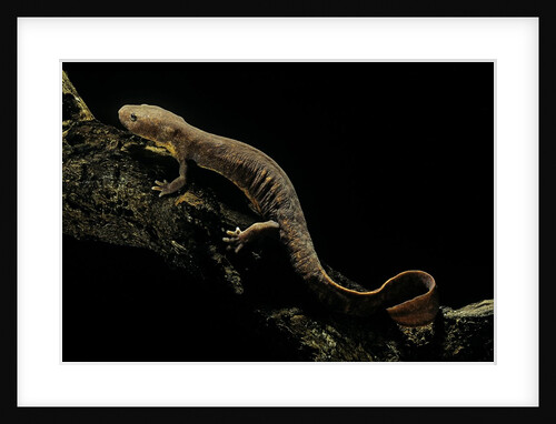 Pachyhynobius schangchengensis (Shangcheng stout salamander) by Anonymous