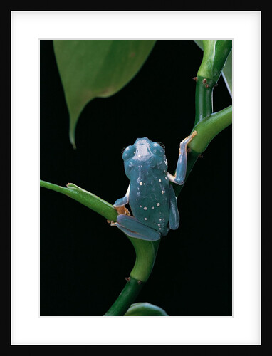 Pachymedusa dacnicolor (Mexican leaf frog) by Anonymous