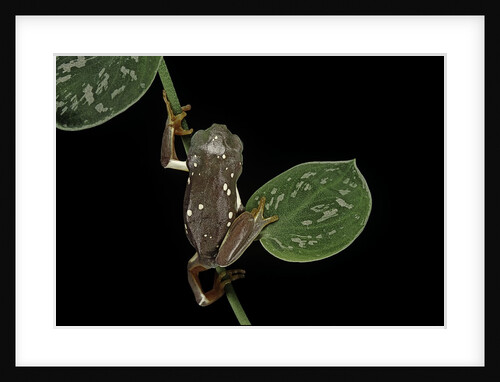 Pachymedusa dacnicolor (Mexican leaf frog) by Anonymous