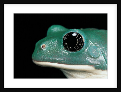 Pachymedusa dacnicolor (Mexican leaf frog) by Anonymous