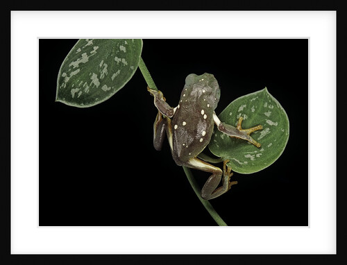 Pachymedusa dacnicolor (Mexican leaf frog) by Anonymous