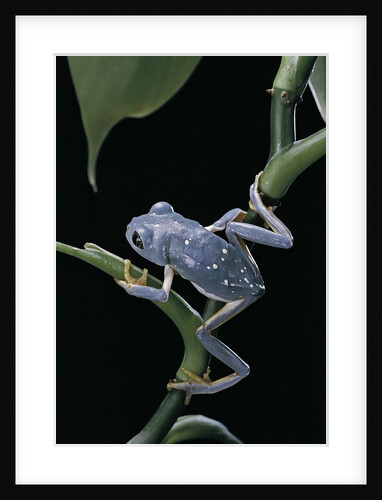 Pachymedusa dacnicolor (Mexican leaf frog) by Anonymous