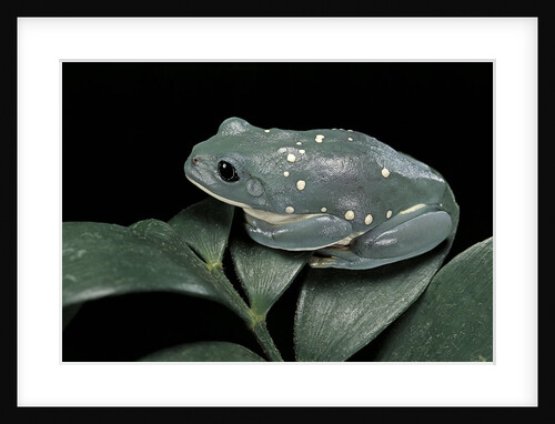 Pachymedusa dacnicolor (Mexican leaf frog) by Anonymous