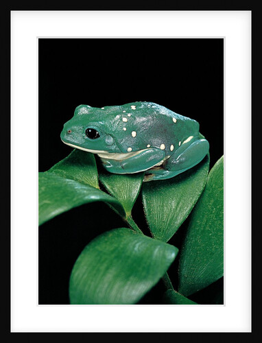 Pachymedusa dacnicolor (Mexican leaf frog) by Anonymous