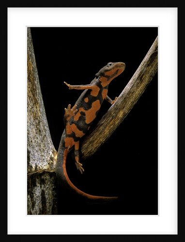 Pachytriton breviceps by Anonymous