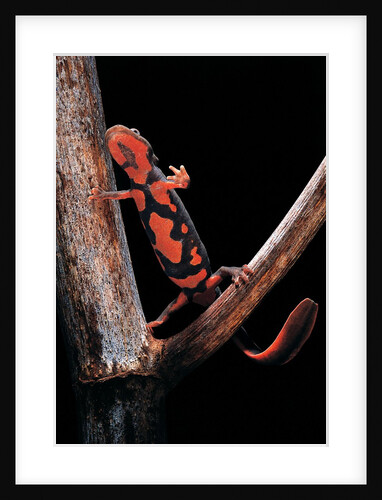 Pachytriton breviceps by Anonymous