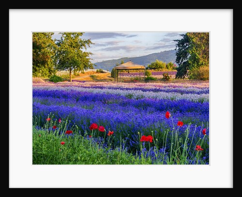Tent in Lavender field by Anonymous