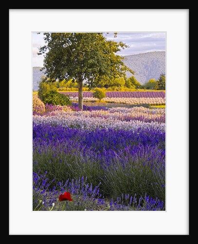 Lone Tree in Lavender field by Anonymous