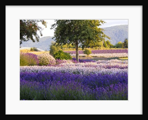 Lone Tree in Lavender field by Anonymous