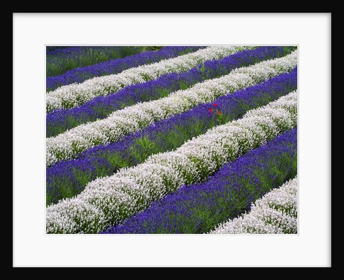 Rows of Lavender With Poppies by Anonymous