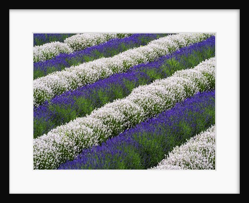 Rows of Lavender by Anonymous