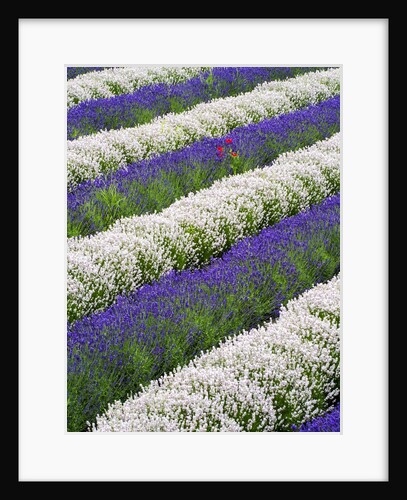 Rows of Lavender With Poppies by Anonymous