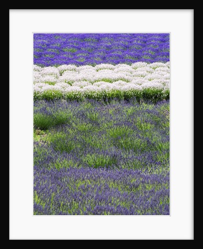 Rows of Lavender by Anonymous