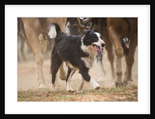 Cowdog helping with round up by Anonymous