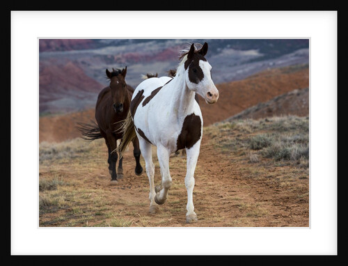 Horses at Full Gallop by Anonymous