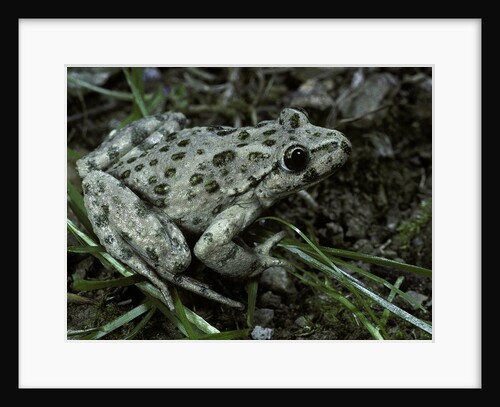 Pelodytes punctatus (common parsley frog) by Anonymous