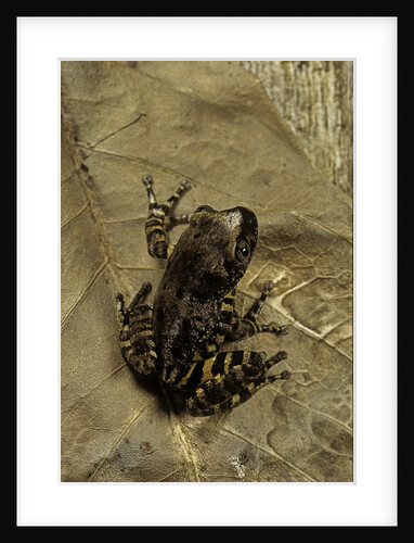Phlyctimantis boulengeri by Anonymous