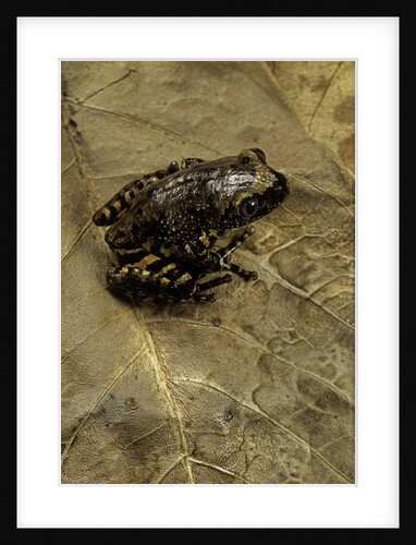 Phlyctimantis boulengeri by Anonymous