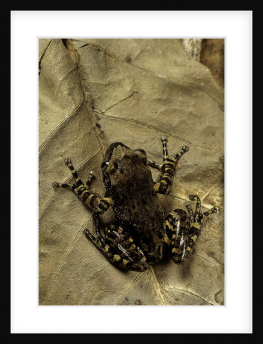 Phlyctimantis boulengeri by Anonymous