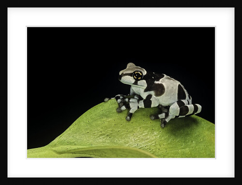 Phrynohyas resinifictrix (Amazon milk frog) - young by Anonymous