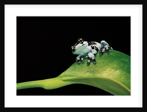 Phrynohyas resinifictrix (Amazon milk frog) - young by Anonymous