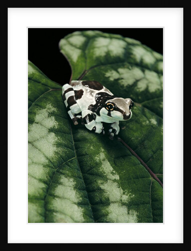 Phrynohyas resinifictrix (Amazon milk frog) - young by Anonymous