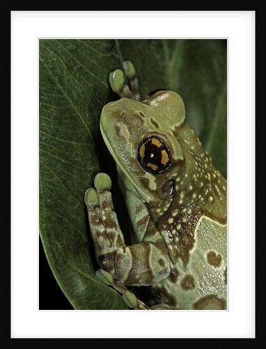 Phrynohyas resinifictrix (Amazon milk frog) by Anonymous