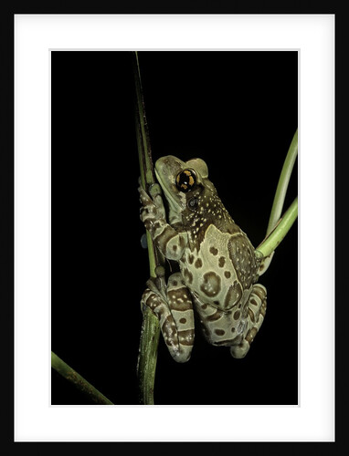 Phrynohyas resinifictrix (Amazon milk frog) by Anonymous