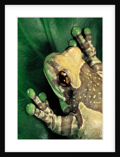 Phrynohyas resinifictrix (Amazon milk frog) by Anonymous